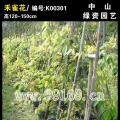 禾雀花