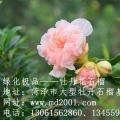 其它松柏杉竹