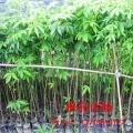 美丽异木棉