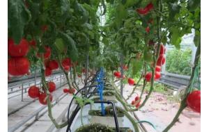 详解：12种无土栽培基质特性，栽培两茬以上的消毒方法