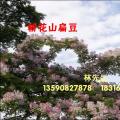 粉花山扁豆