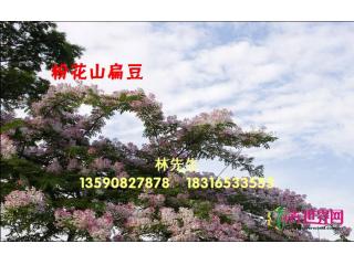 粉花山扁豆