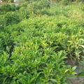 非洲茉莉