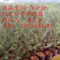 红豆杉