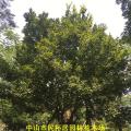 和顺树