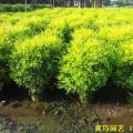 黄金香柳球