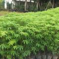 台湾罗汉松