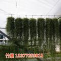 空气凤梨