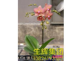 蝴蝶兰