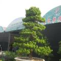 台湾罗汉松