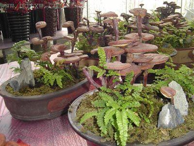 灵芝盆栽亮相花卉市场