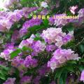 蒜香藤 开花时