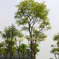 黄花风铃木