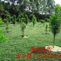 玉龙草
