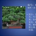 榆树