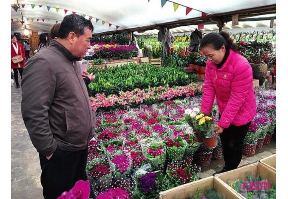 西安花卉市场持续“升温” 日销售额两三千万