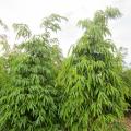 长叶榕  柳叶榕 塔形