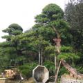 日本罗汉松
