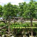秋枫