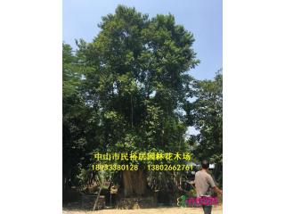 子母树