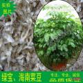 海南菜豆