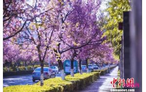 昆明将打造“世界花都”以花为媒传播城市名片