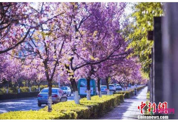 昆明将打造“世界花都”以花为媒传播城市名片 昆明将打造“世界花都”以花为媒传播城市名片