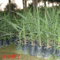布迪椰子