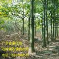 发财树类