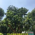 龙眼
