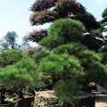 黑松