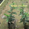 胡椒木 清香木