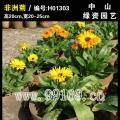 非洲菊