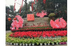 140余万盆迎春花卉 为酒城泸州新春“增彩”