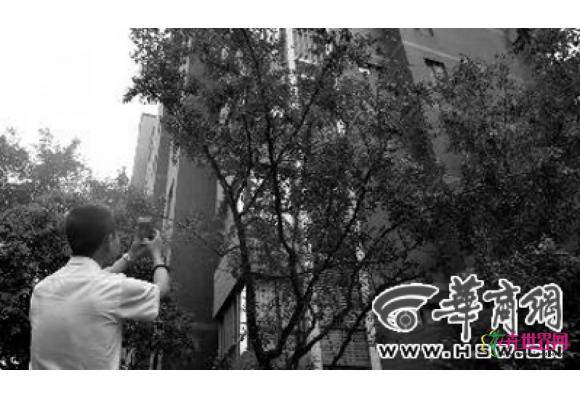 西安：果树小区频“受宠” 乡土树种好栽植