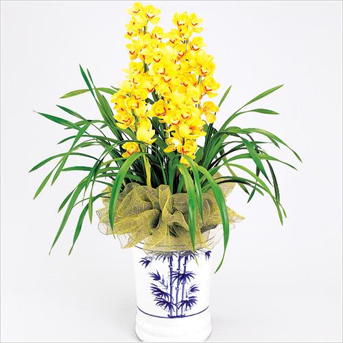 大花蕙兰小苗和中苗的养护管理(三)