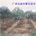发财树
