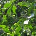 大头茶