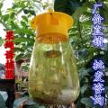 果蝇诱捕器