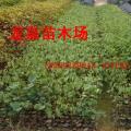 宫粉紫荆