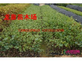 宫粉紫荆