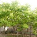山西各种规格国槐