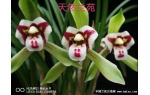 疫情闭门在家，不妨看看兰友的个人网上兰展