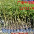凤凰木