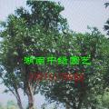 移植香泡