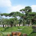 日本黑松