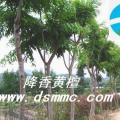降香黄檀