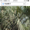 布迪椰子