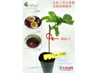台农1号百香果