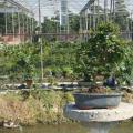 福建茶5 Carmona microphylla
